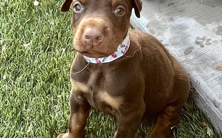 Red And Rust Colored TnT Dobermans Doberman Pinscher for Valley Center, CA