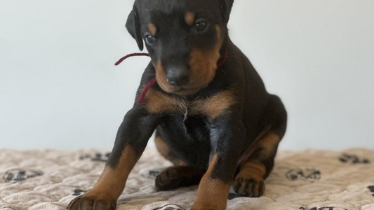 Black And Rust Colored Sweet Elitehaus Doberman Pinscher