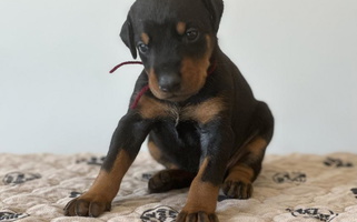 Black And Rust Colored Sweet Elitehaus Doberman Pinscher Doberman Pinscher for Rockwall, TX