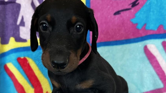 Black and Rust Colored Lone Star Pride Dobermans