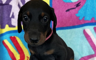 Black and Rust Colored Lone Star Pride Dobermans Doberman Pinscher for Pasadena, TX