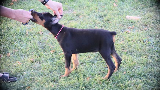 Black and Rust Colored Royal Dynasty Dobermann Kennel