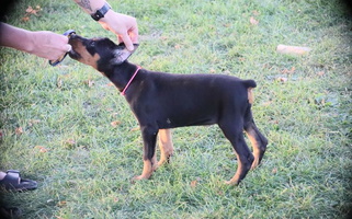 Black and Rust Colored Royal Dynasty Dobermann Kennel Doberman Pinscher for Aredale, IA