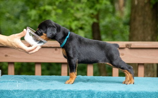 Black And Rust Colored Wizard Ost Revolution kennel Doberman Doberman Pinscher for High Bridge, NJ