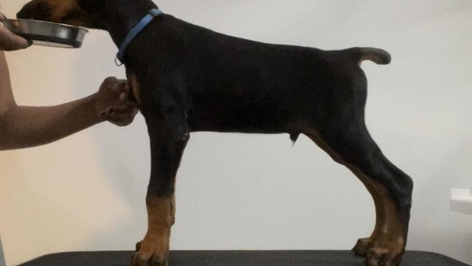 Black And Rust Colored House of Black Dobermann Kennel