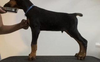 Black And Rust Colored House of Black Dobermann Kennel Doberman Pinscher for Collegedale, TN