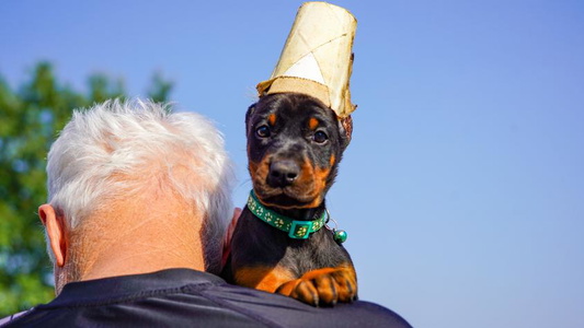 Black and Rust Colored Elite European Canines Doberman