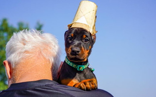 Black and Rust Colored Elite European Canines Doberman Doberman Pinscher for Augusta, KS