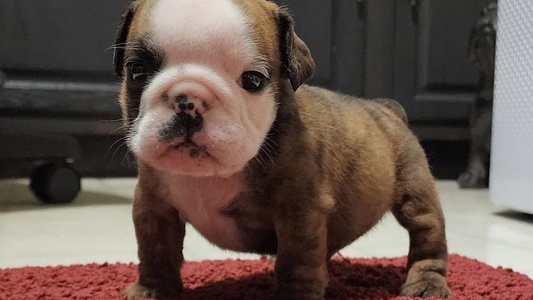 Red Brindle And White Colored Shameless Bulldogs LLC