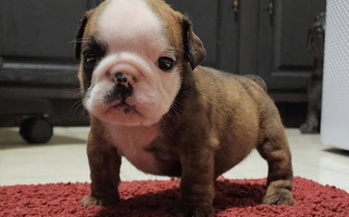 Red Brindle And White Colored Shameless Bulldogs LLC Bulldog for Milwaukee, WI