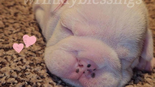 White Colored Wrinkly Blessings English Bulldogs