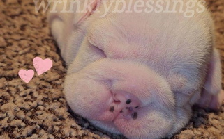 White Colored Wrinkly Blessings English Bulldogs Bulldog for Granville, IA