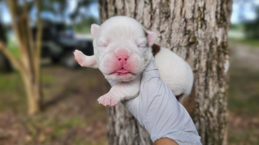 Red and White Colored IrresistaBulls Bulldog