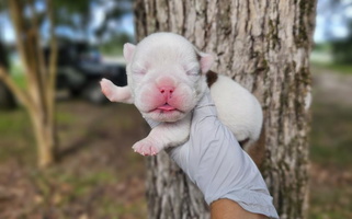 Red and White Colored IrresistaBulls Bulldog Bulldog for Santee, SC