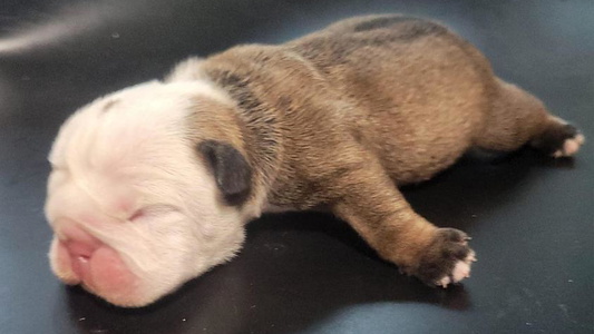 Red and White Colored JoMo Kennels Bulldogs