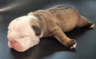 Red and White Colored JoMo Kennels Bulldogs Bulldog for St. Cloud, FL