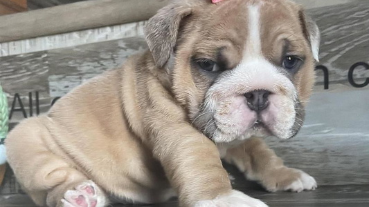 Fawn And White Colored Cute Precious Paws Bulldog