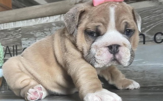 Fawn And White Colored Cute Precious Paws Bulldog Bulldog for Winter Haven, FL