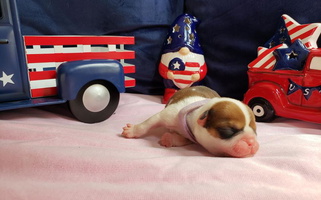 Red And White Colored Magnifique Bulldogs Bulldog for Brunswick, OH