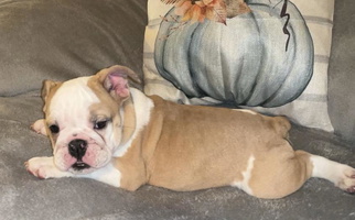 White Colored Rocky Top Bulldogs Bulldog for Bean Station, TN