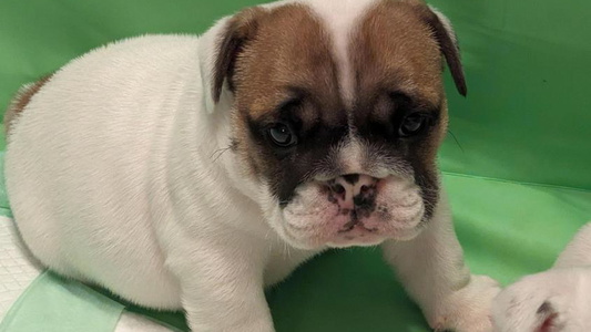 White Colored Heritage Bulldogs