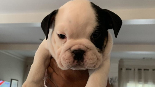 Black and Cream Colored Classic City Bulldogs