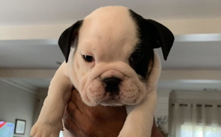 Black and Cream Colored Classic City Bulldogs Bulldog for Watkinsville, GA