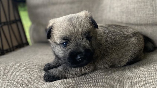 Silver Dapple Colored Cairn Terriers of Heatherridge,LLC