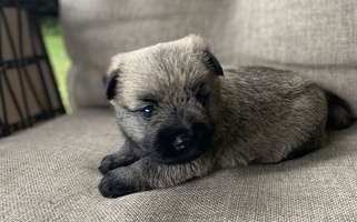 Silver Dapple Colored Cairn Terriers of Heatherridge,LLC Cairn Terrier for Potosi, MO