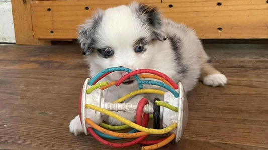 Blue Merel Colored Schaefer's Miniature American Shepherds