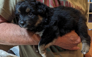 Black Tri Colored Little Creek Minis and Standards Miniature American Shepherd for Aberdeen, NC