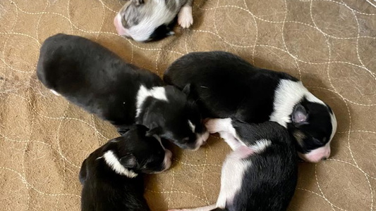 Black and White Colored Carolina Pride Aussies Miniature American Shepherd