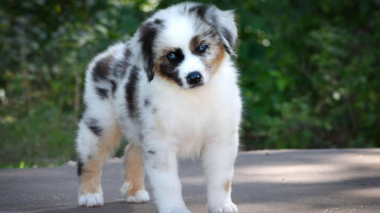 Ashland Miniature American Shepherds & Miniature Australian Shepherds