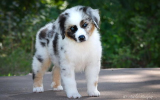 Ashland Miniature American Shepherds & Miniature Australian Shepherds Miniature American Shepherd for Omaha, AR