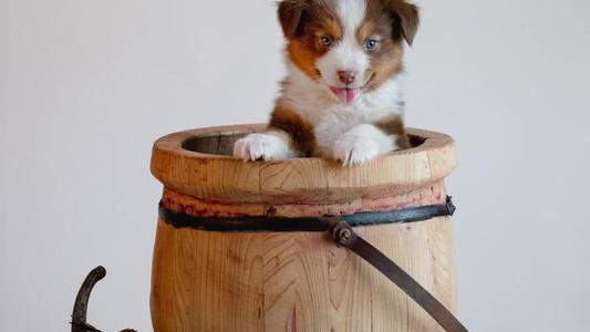 Red Tri-Color Alpine Tails Miniature American Shepherds