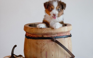 Red Tri-Color Alpine Tails Miniature American Shepherds Miniature American Shepherd for Alpine, CA