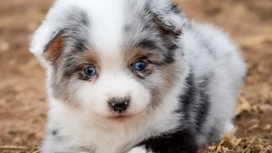 White Colored RLA Miniature American Shepherds