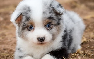 White Colored RLA Miniature American Shepherds Miniature American Shepherd for Snyder, TX