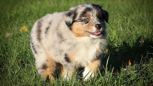 Blue Merle Colored Wigglebutt Miniature American Shepherd