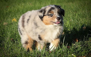 Blue Merle Colored Wigglebutt Miniature American Shepherd Miniature American Shepherd for Valparaiso, IN