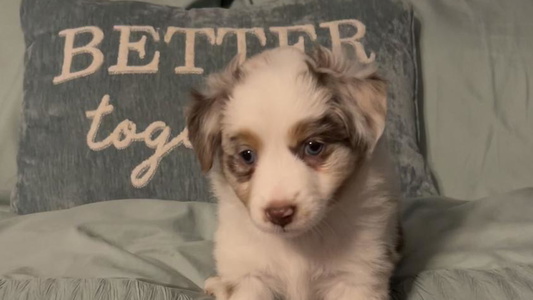 Red Merle Colored Little Loves Farm Miniature American Shepherd