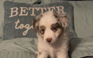 Red Merle Colored Little Loves Farm Miniature American Shepherd Miniature American Shepherd for St. Louis, MO