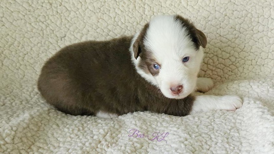 Red Tri-Color Bar-KL Miniature American Shepherd