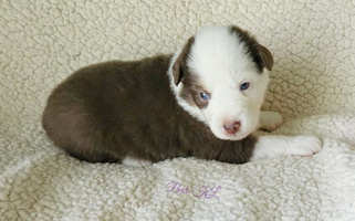 Red Tri-Color Bar-KL Miniature American Shepherd Miniature American Shepherd for Kernersville, NC