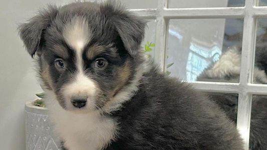 Mockingbird Hill Kennel Miniature American Shepherd