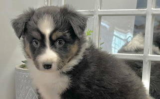 Mockingbird Hill Kennel Miniature American Shepherd Miniature American Shepherd for Osceola, MO