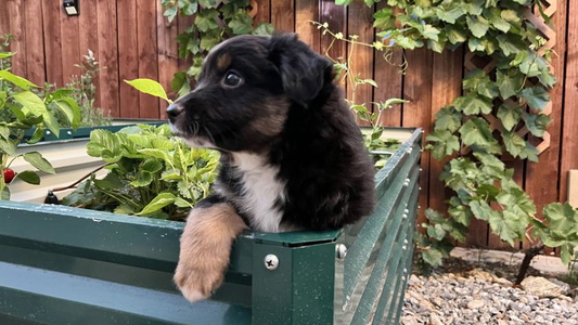 Tri Colored Moonshine Minis Miniature American Shepherd