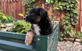 Tri Colored Moonshine Minis Miniature American Shepherd Miniature American Shepherd for Mentone, CA