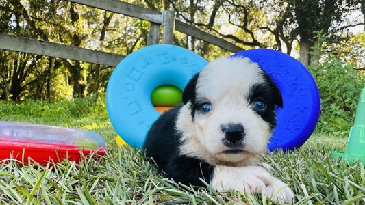 Black & White Colored Guntunamo Blue’s Kennel Miniature American Shepherd