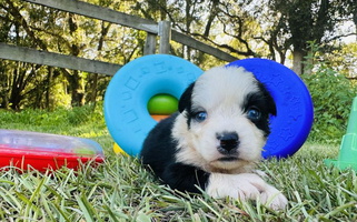 Black & White Colored Guntunamo Blue’s Kennel Miniature American Shepherd Miniature American Shepherd for Williston, FL